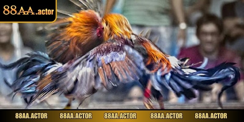 Đá gà 88AA là hình thức cá cược hấp dẫn